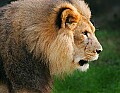 Picture 043 male lion profile.jpg