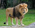 Picture 052 male lion.jpg