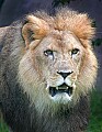 Picture 091 male lion portrait.jpg