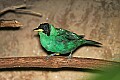 Picture 1018 Green Honeycreeper.jpg