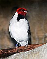 Picture 1020 yellow-billed cardinal.jpg