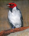 Picture 1023 yellow-billed cardinal.jpg
