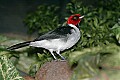 Picture 1031 yellow-billed cardinal.jpg