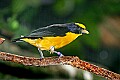 Picture 1048 Violaceous Euphonia.jpg