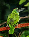 Picture 1058 gaudy red-throated barbet.jpg