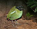 Picture 1071 Hooded Pitta.jpg
