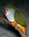 Picture 1073 beautiful fruit dove.jpg