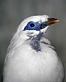 Picture 1094 bali mynah.jpg