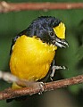 Picture 1116 Thick-billed Euphonia.jpg