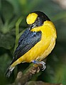 Picture 1125 thick-billed euphonia.jpg