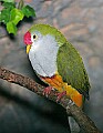 Picture 1132 Beautiful Fruit Dove.jpg