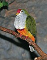 Picture 1137 Beautiful Fruit Dove.jpg