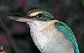 Picture 1142 collared kingfisher.jpg