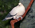 Picture 1148 pied imperial pigeon.jpg