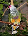 Picture 1153 Beautiful Fruit Dove.jpg