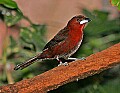 Picture 1169 Silver-beaked Tanager.jpg