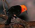 Picture 1179 scarlet-headed blackbird.jpg