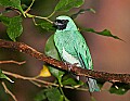 Picture 1188 male swallow tanager.jpg