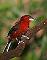 Picture 1190 silver-beaked tanager.jpg