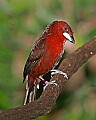 Picture 1195 silver-beaked tanager.jpg