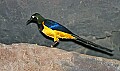 Picture 1198 golden-breasted starling.jpg