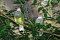Picture 1202 Beautiful Fruit Doves.jpg