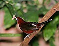 Picture 1213 silver-beaked tanager.jpg