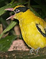 Picture 1219 Black-naped Oriole.jpg