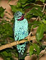 Picture 1223 male Spangled Cotinga.jpg