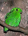 Picture 1224 Lesser Green Broadbill.jpg