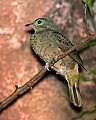 Picture 1228 female spangled cotinga.jpg