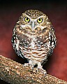 Picture 1248 burrowing owl.jpg
