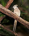Picture 1259 blue-naped mousebird.jpg