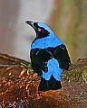 Picture 1265 Asian Fairy Bluebird.jpg