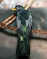 Picture 1268 Black-tailed Trogon.jpg