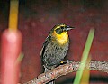 Picture 1283 female yellow-hooded blackbird.jpg
