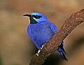 Picture 1291 purple honeycreeper.jpg