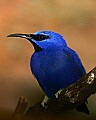 Picture 1294 male purple  honeycreeper.jpg