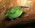 Picture 1296 female purple honeycreeper.jpg