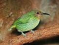 Picture 1297 female purple honeycreeper.jpg