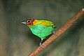 Picture 1305 bay-headed tanager.jpg