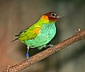 Picture 1309 bay-headed tanager.jpg