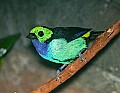 Picture 1344 paradise tanager.jpg