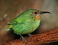 Picture 1368 female purple honeycreeper.jpg