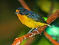 Picture 1410 Violaceous Euphonia.jpg