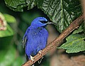 Picture 1423 purple honeycreeper.jpg