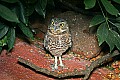 Picture 1431 burrowning owl.jpg