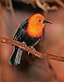 Picture 1465 scarlet-headed blackbird.jpg