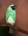 Picture 1492 male swallow tanager with meal worm.jpg