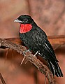 Picture 1497 Purple-throated Fruit Crow.jpg